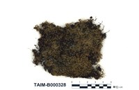 藏品(摺葉苔)的圖片